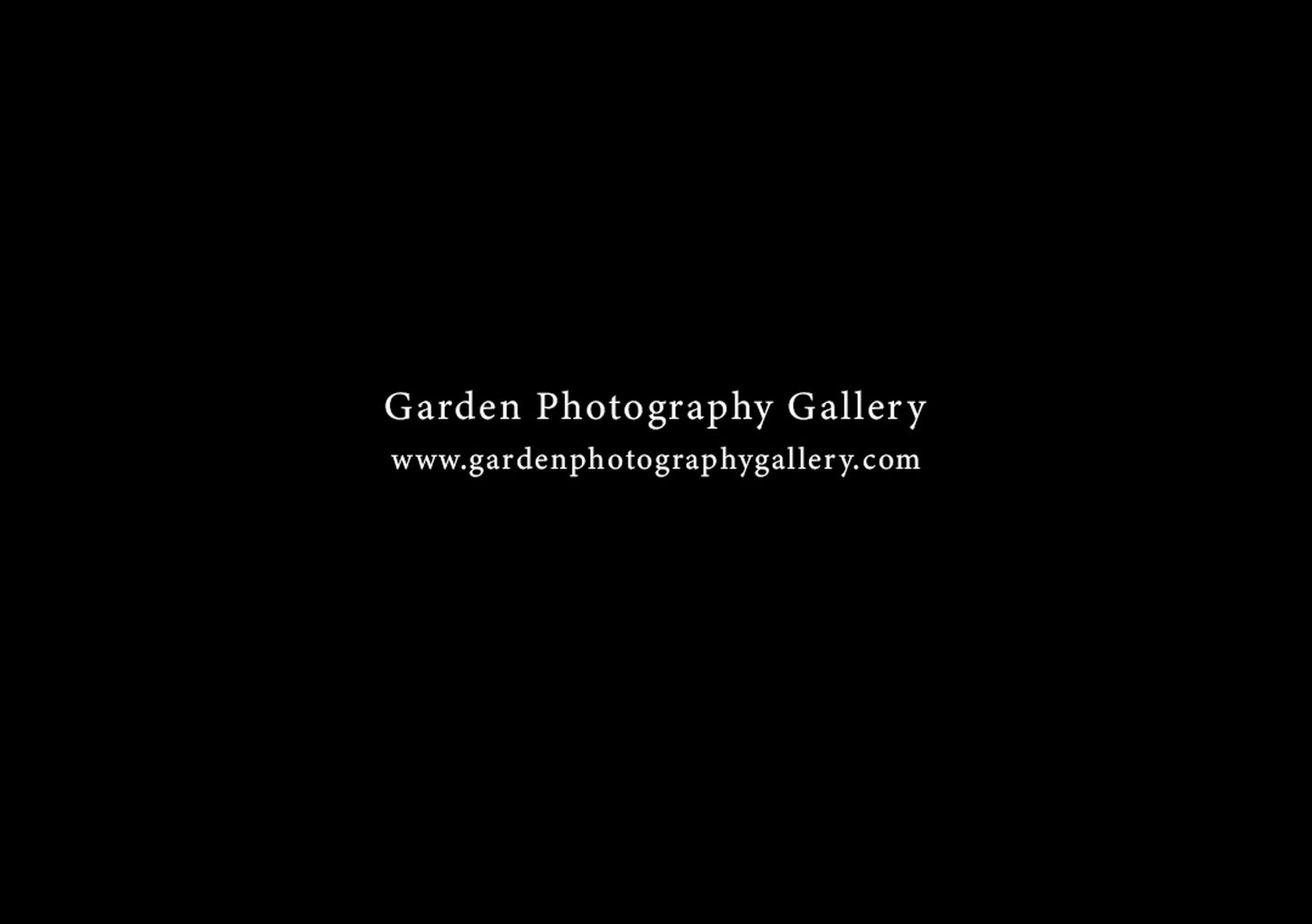 Garden Photography Gallery flower photography gallery shop gift box