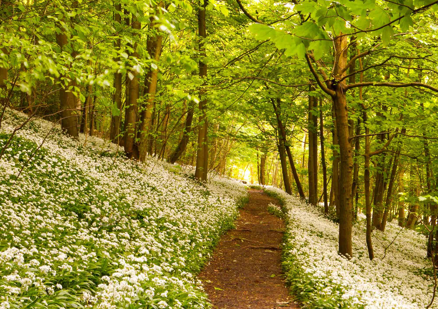 Garlic woods Flower photography greetings cards and gift boxes in the Garden Photography Gallery photography by Stephen Studd photographer